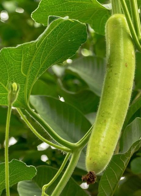 bottel gourd